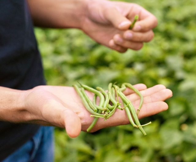 Main tenant des haricots verts fraichement cueillis