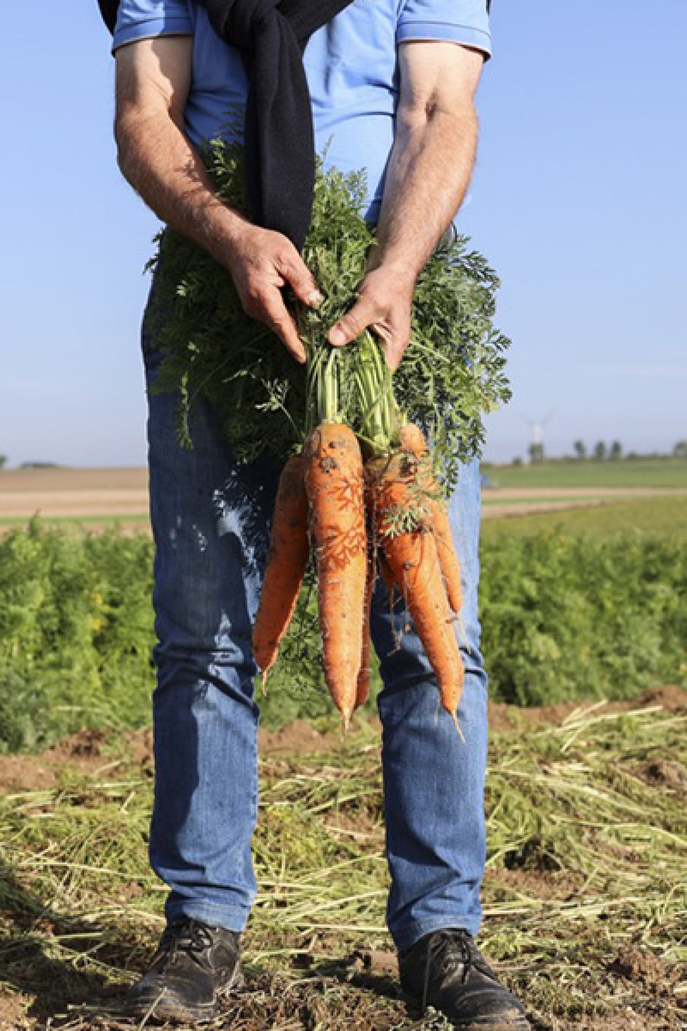 Agriculteur tenant une botte de carottes