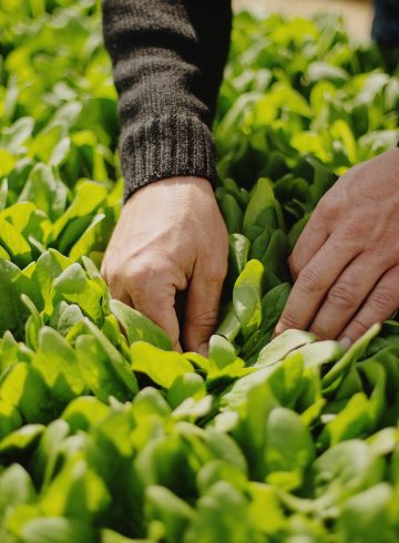Mains dans un champ de salades