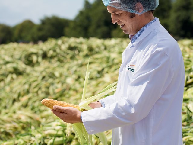 Examen d'un épi de maïs dans un champ