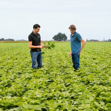 Agriculteurs dans un champ de haricots