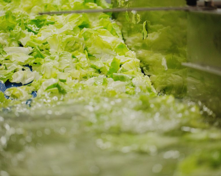 Lavage des feuilles de salade