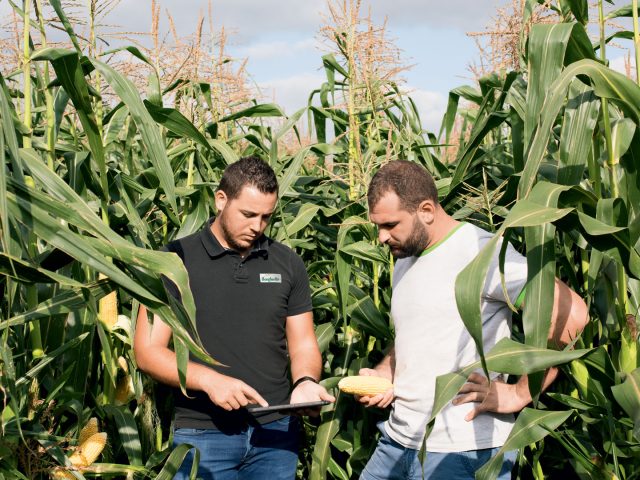 Deux agriculteurs en discussion dans un champ de maïs