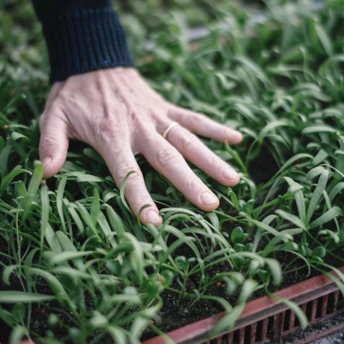 Main au dessus de jeunes plants