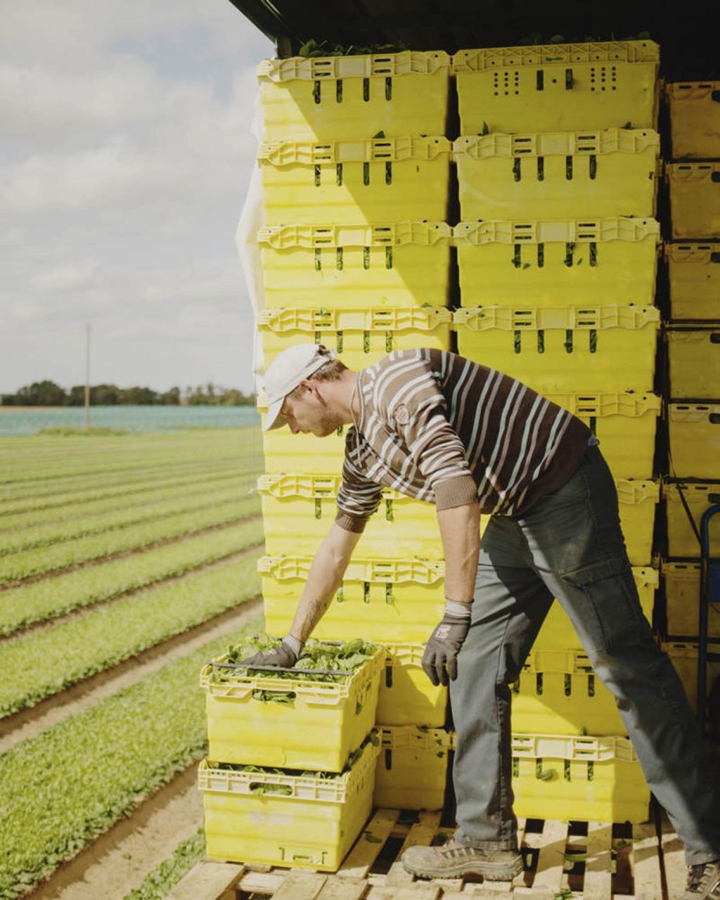 Agriculteur remplissant des caisses