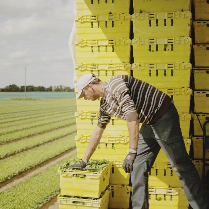 Agriculteur remplissant des caisses