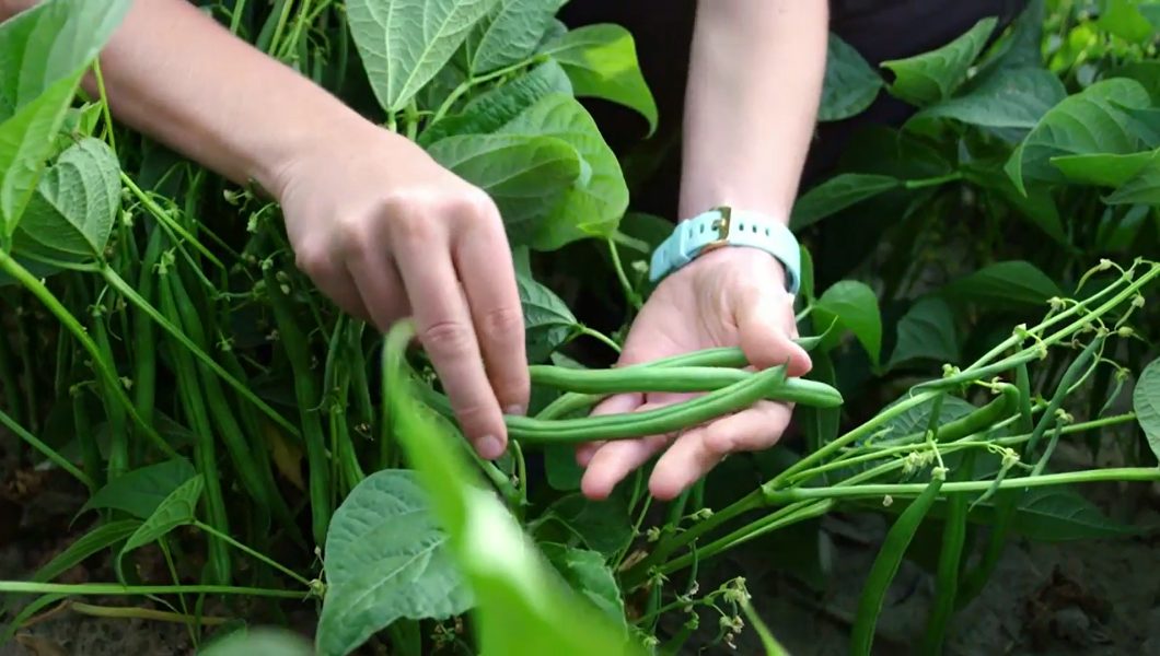 Cueillette de haricots verts